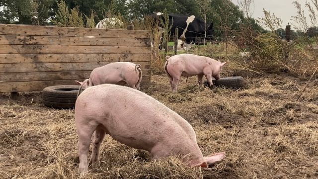 Het Rode Huis - Zwolse Stadslanderijen